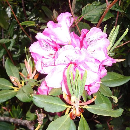 Les Fleurs Du Mont Bed & Breakfast Caux Ngoại thất bức ảnh