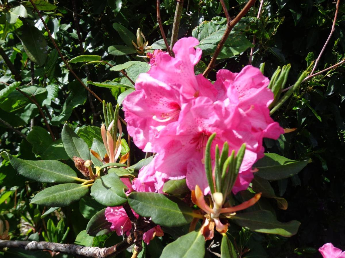 Les Fleurs Du Mont Bed & Breakfast Caux Ngoại thất bức ảnh